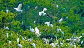 Begin your visa-prepared day with Vietnam’s tranquil ambiance